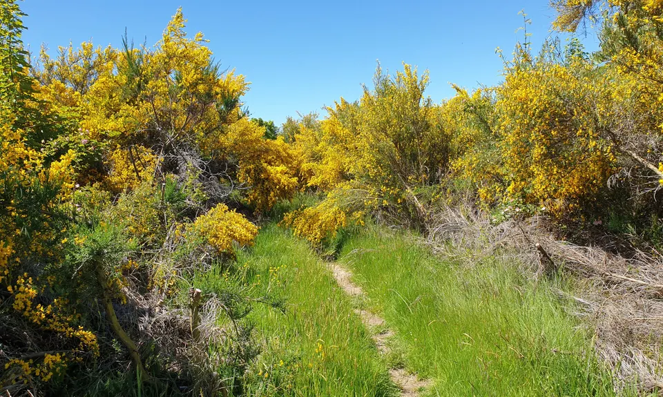 New Chums Loop, Otago