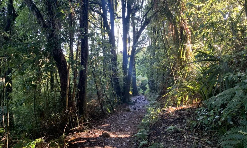 Kaimai Summit to Wairere Falls , Waikato