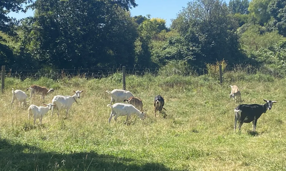 Flat out in Temuka - River Loop, Canterbury