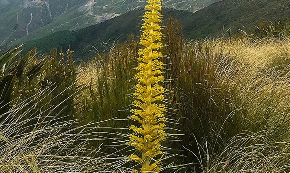 Silverpeaks Classic Loop, Otago
