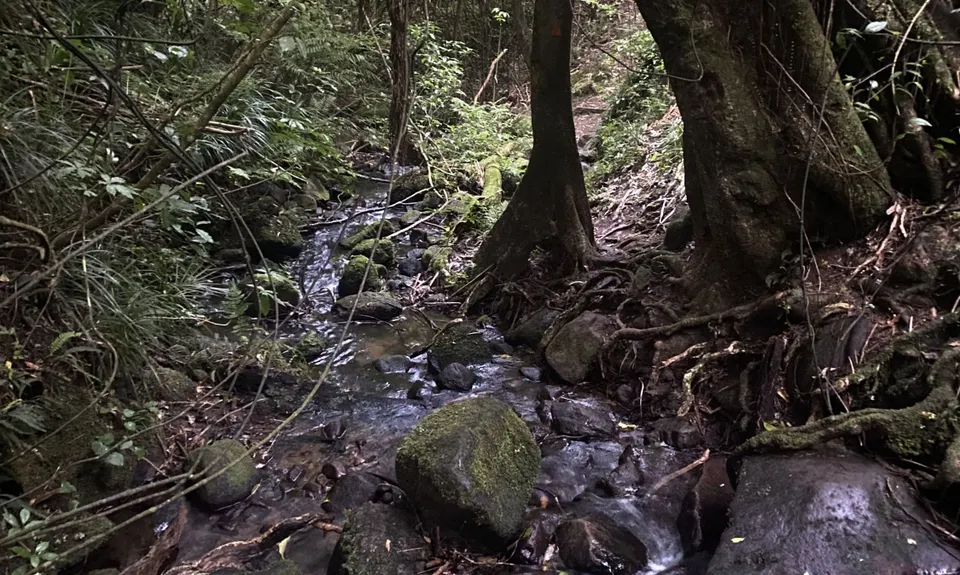 Looping Lucys, Taranaki