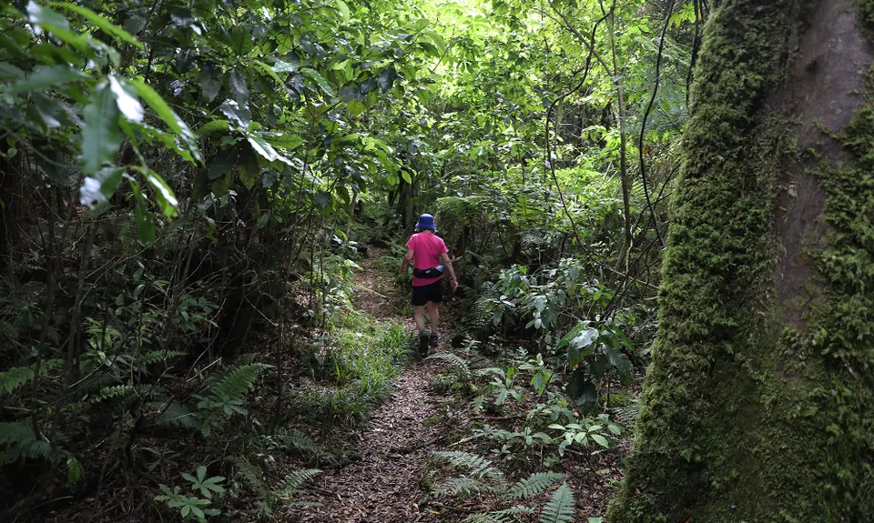 Mokoihaha Track Plus, Bay of Plenty