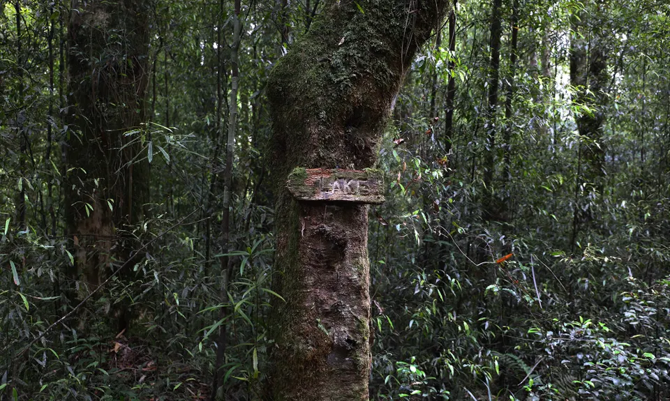 Mokoihaha Track Plus, Bay of Plenty