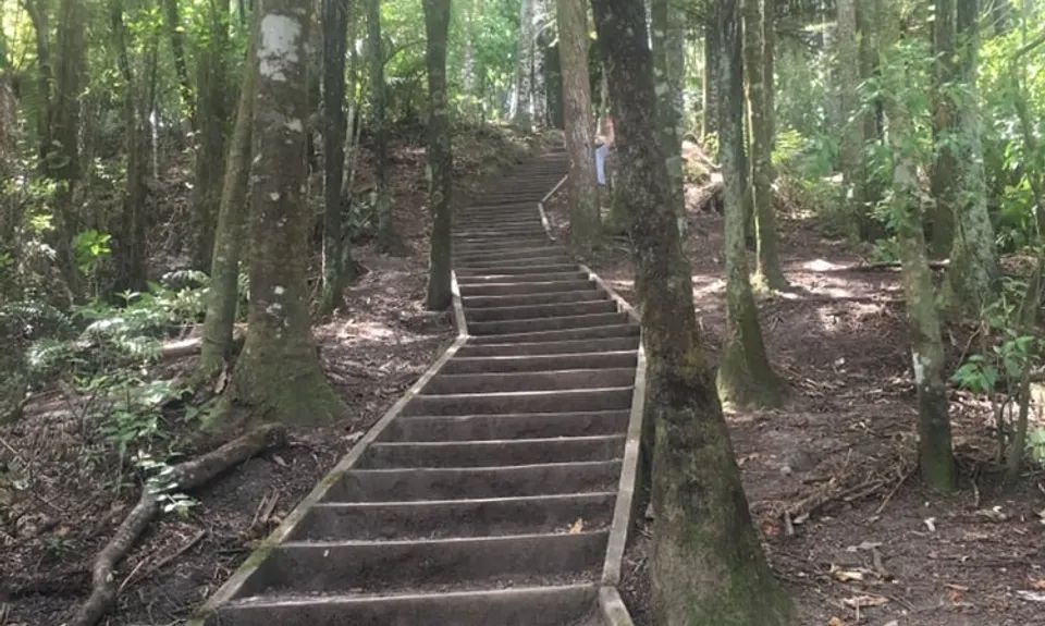 Puhinui Stream Forest Trail, Auckland