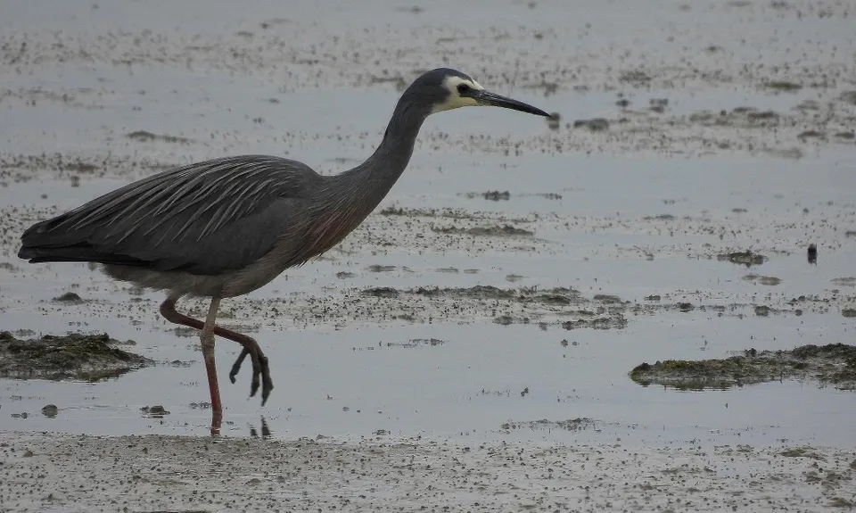 Brooklands for the Birds., Canterbury