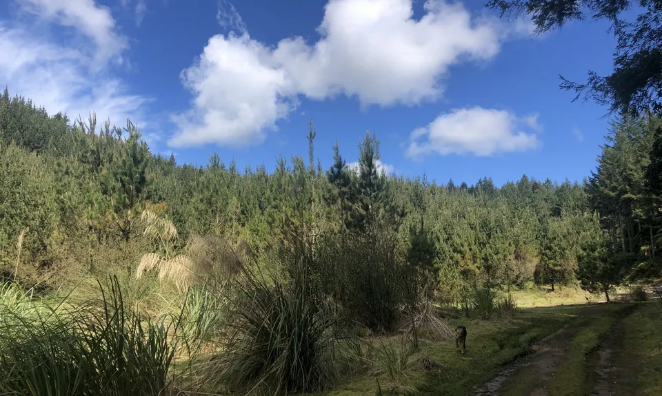 3 of the Best, Bay of Plenty