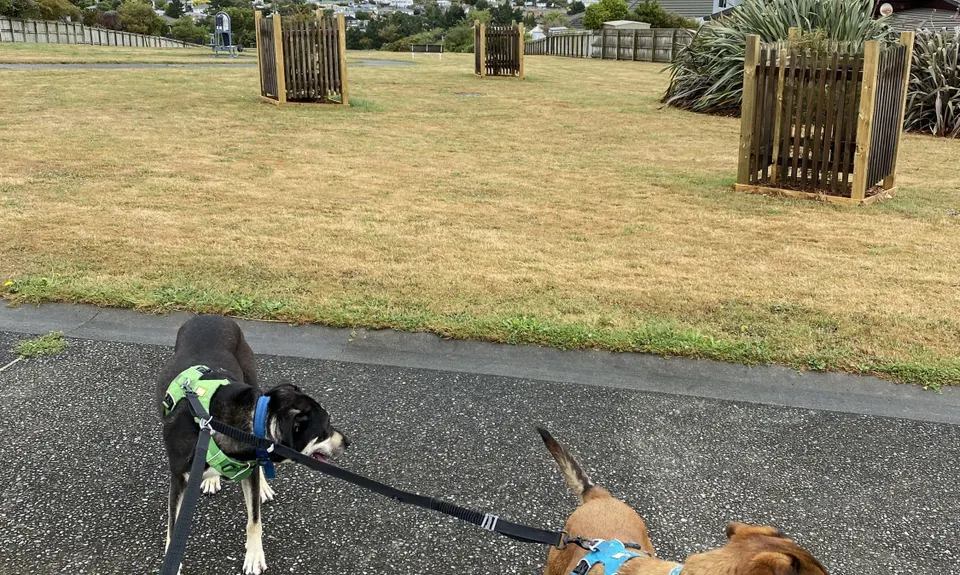 Not My Fault, Wellington