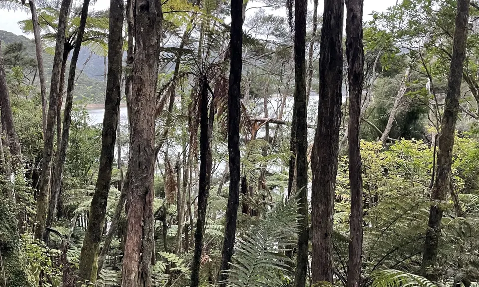 Ernie's loop, Auckland