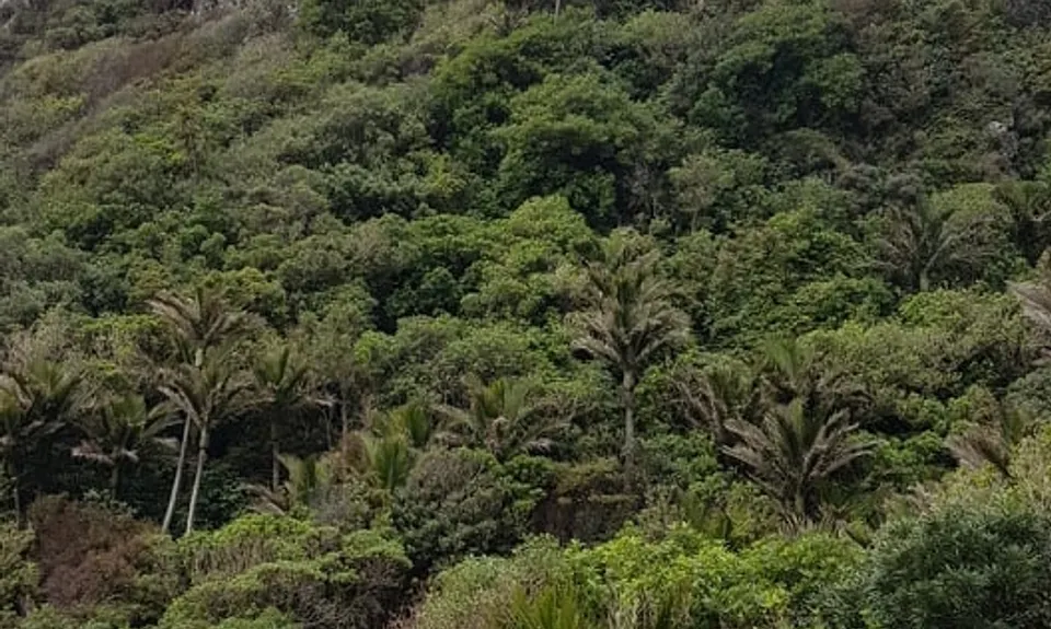 Nikau Palm Gully, Canterbury