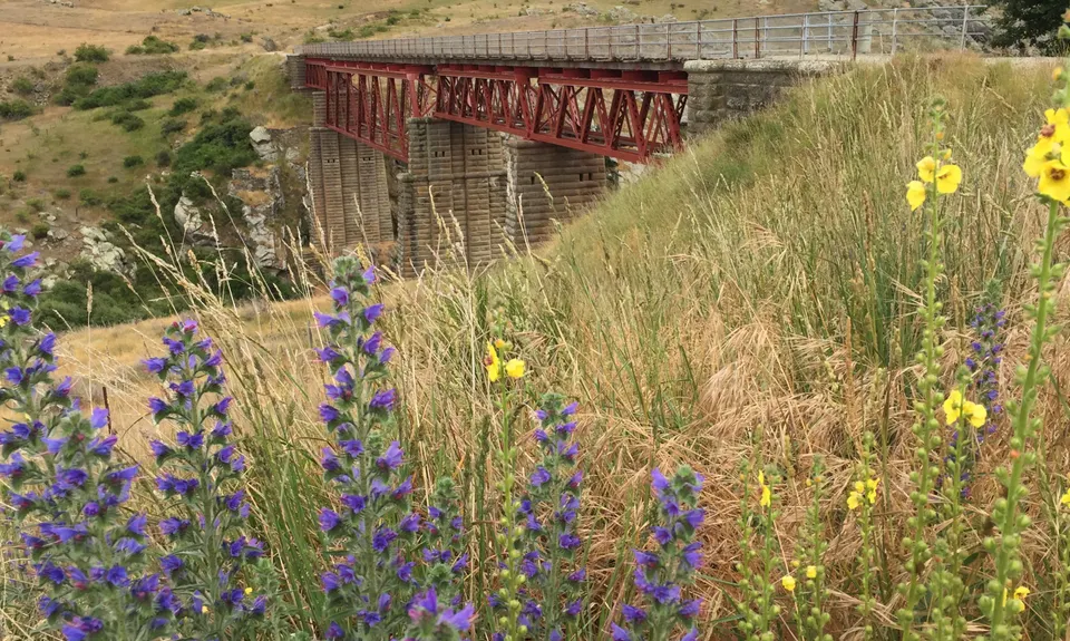 Lauder Auripo Return, Otago