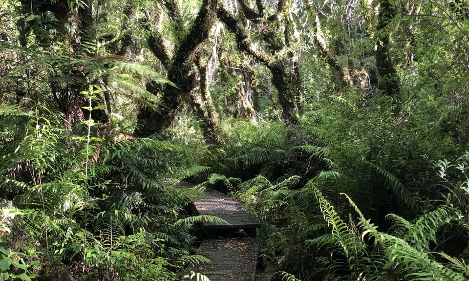 Challenge / Ernies Loop, Auckland
