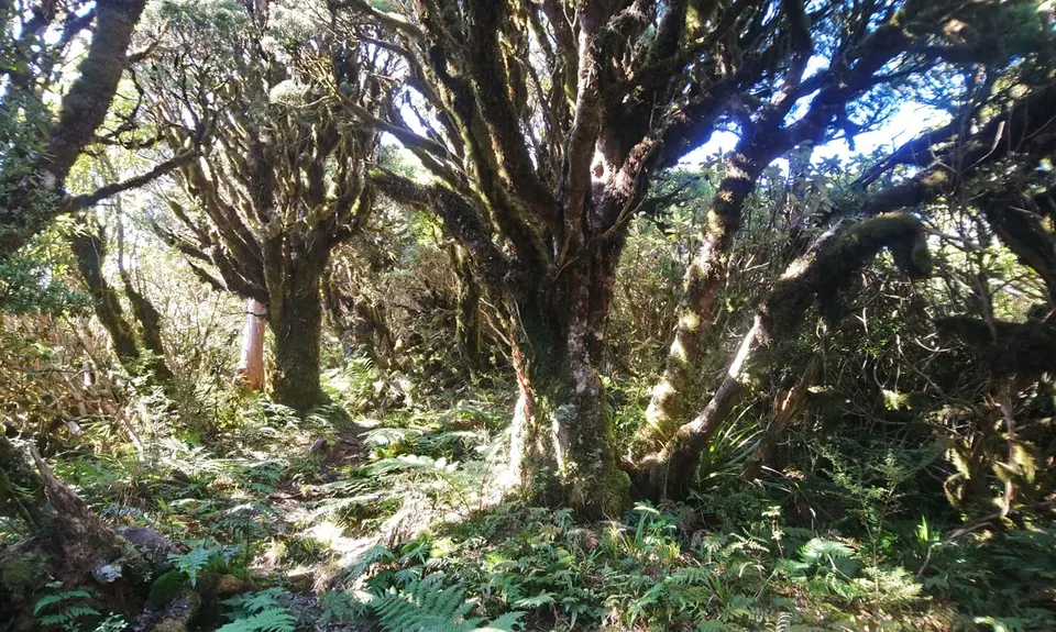 Knights - Shorts loop track with Toka peak, Manawatu - Wanganui