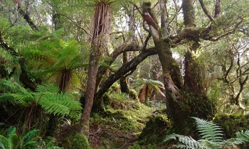 Knights - Shorts loop track with Toka peak, Manawatu - Wanganui