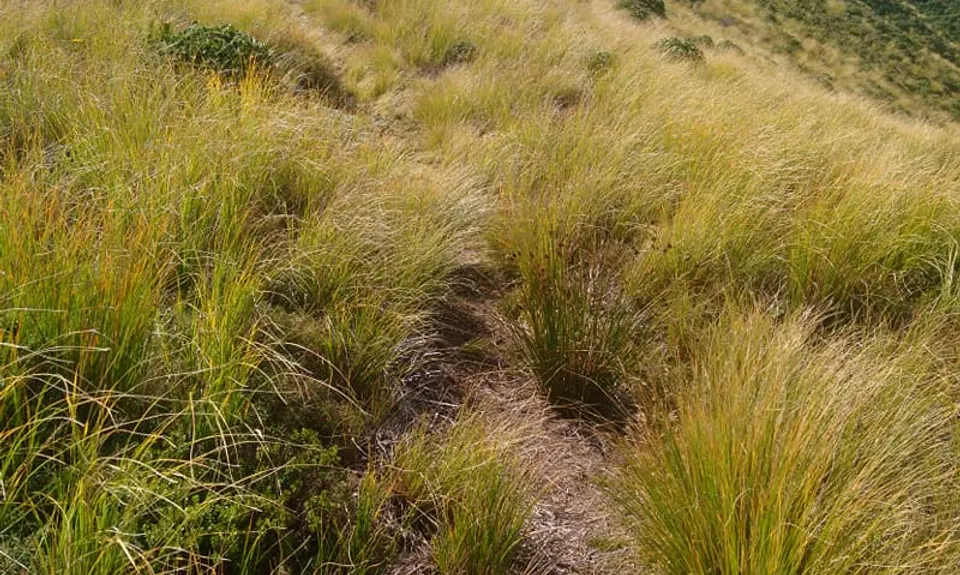 Knights - Shorts loop track with Toka peak, Manawatu - Wanganui