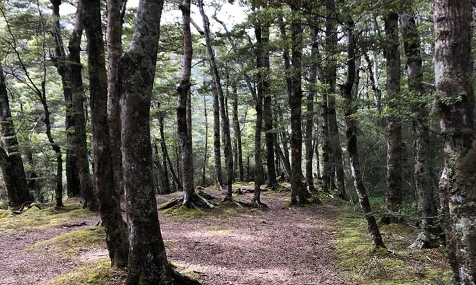 South Mavora Lake Trail, Southland