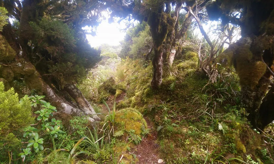 Knights - Shorts loop track with Toka peak, Manawatu - Wanganui
