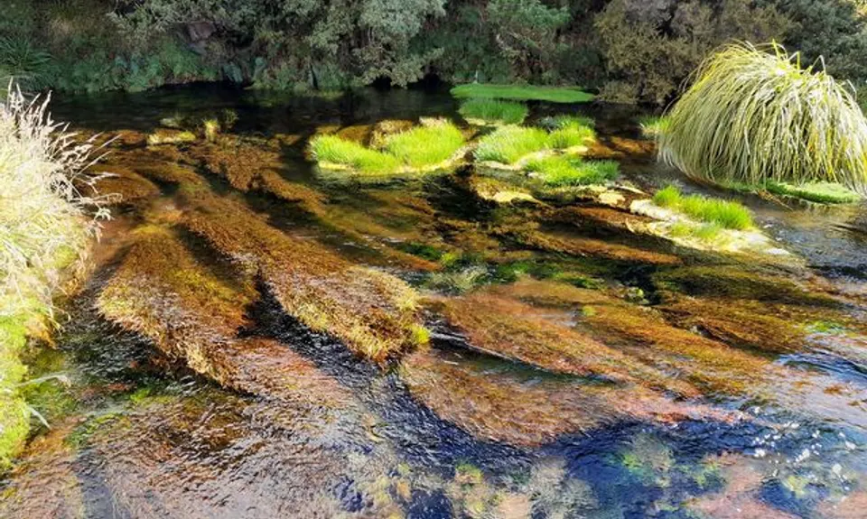 Waihohonu Springs Revolution, Waikato