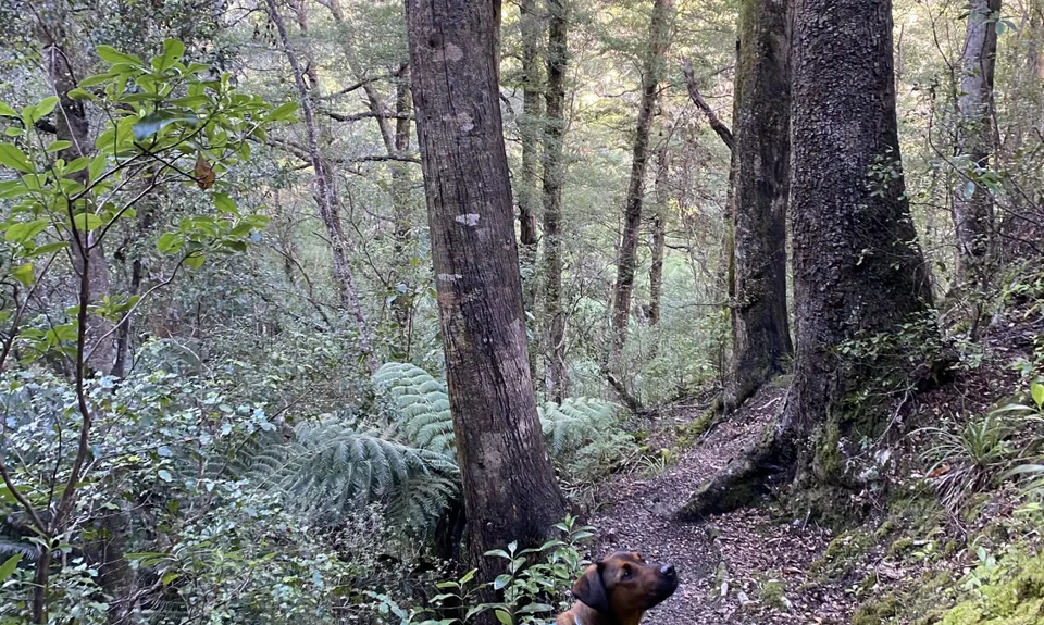 Tawhai Loop, Wellington