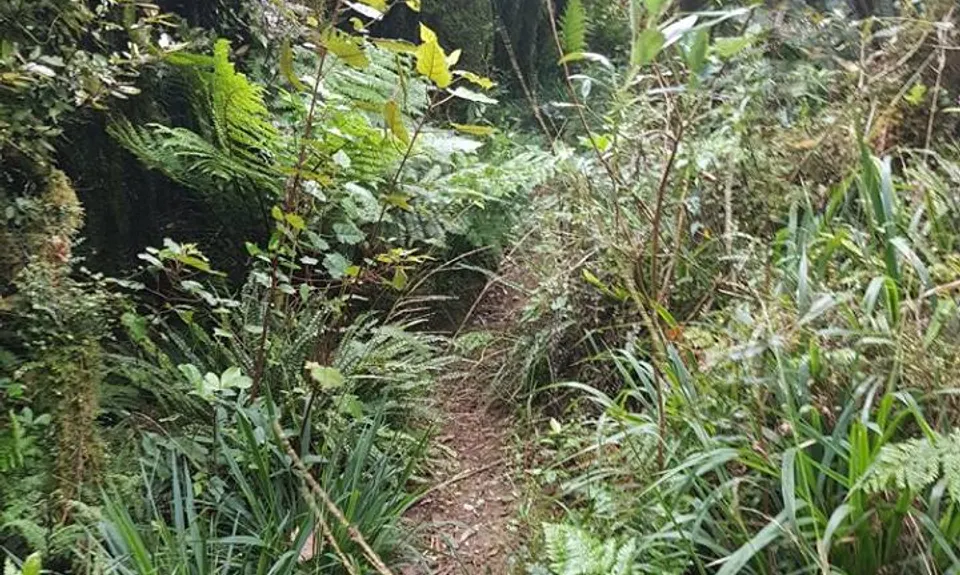 Sledge Track with Toetoe Loop & Otangane Loop, Manawatu - Wanganui