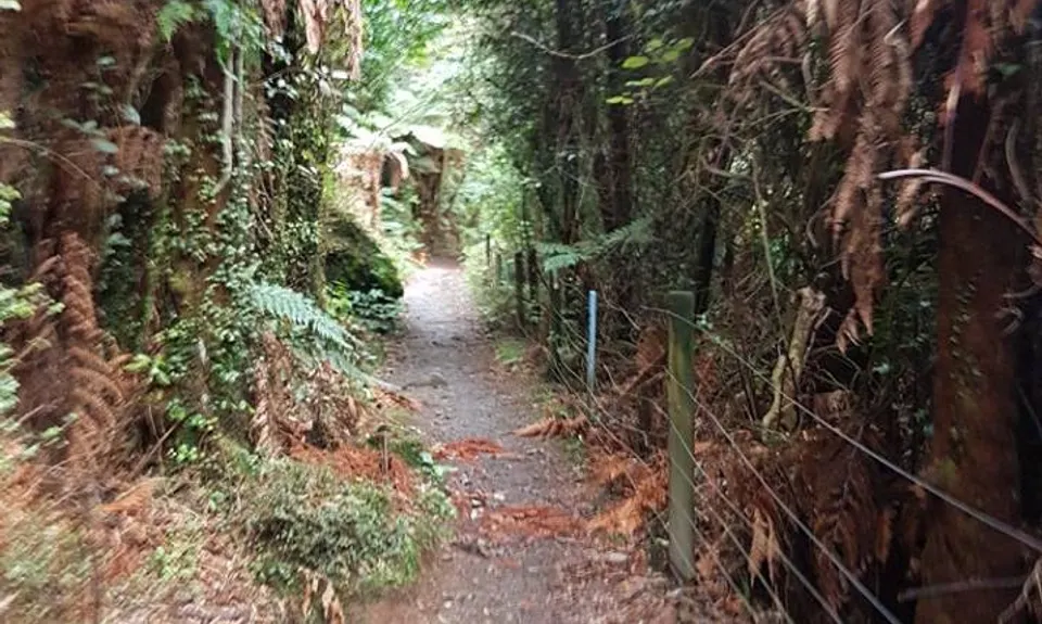 Sledge Track with Toetoe Loop & Otangane Loop, Manawatu - Wanganui