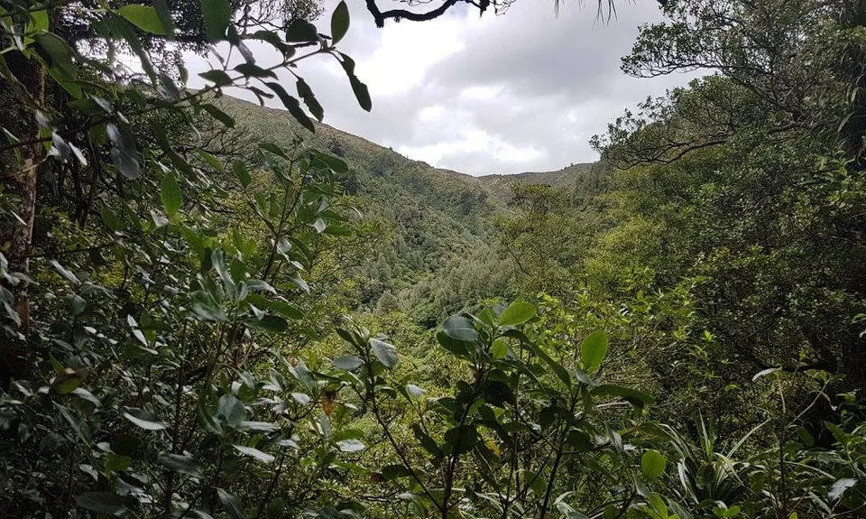 Sledge Track with Toetoe Loop & Otangane Loop, Manawatu - Wanganui