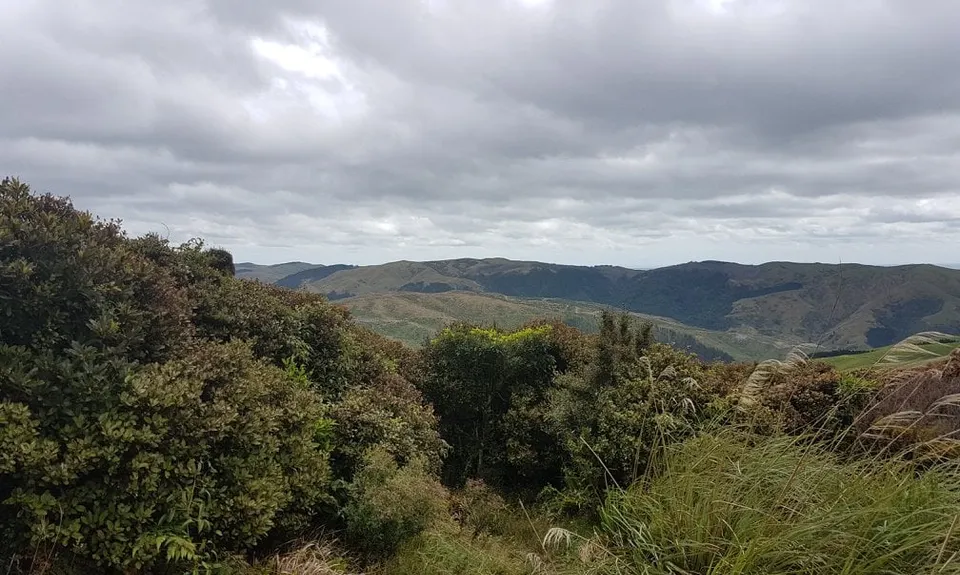 Sledge Track with Toetoe Loop & Otangane Loop, Manawatu - Wanganui
