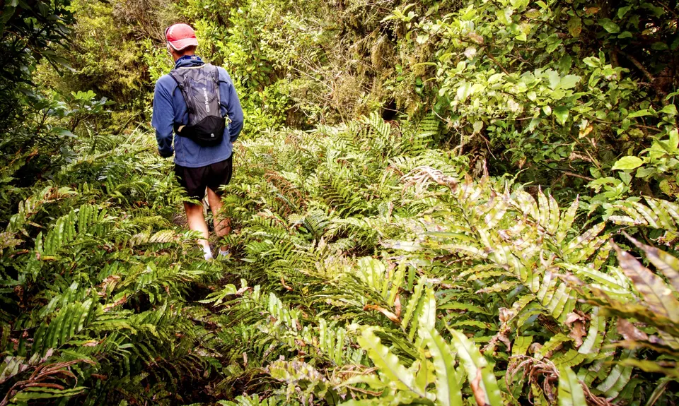 Wilkie and The Enchanted Ridge, Taranaki
