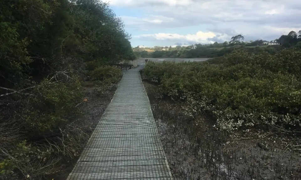Mangemangeroa Track, Auckland
