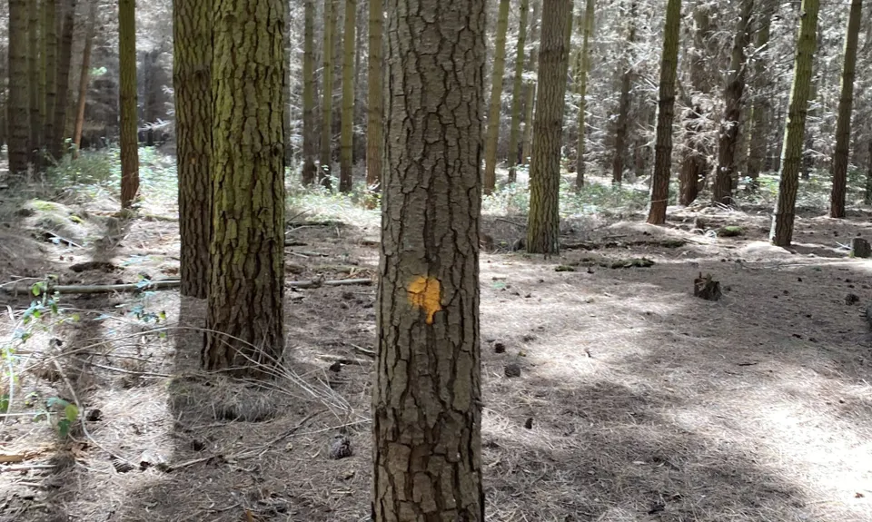 Pinecone Pirate - Waitākiri/Bottle Lake Forest Park, Canterbury