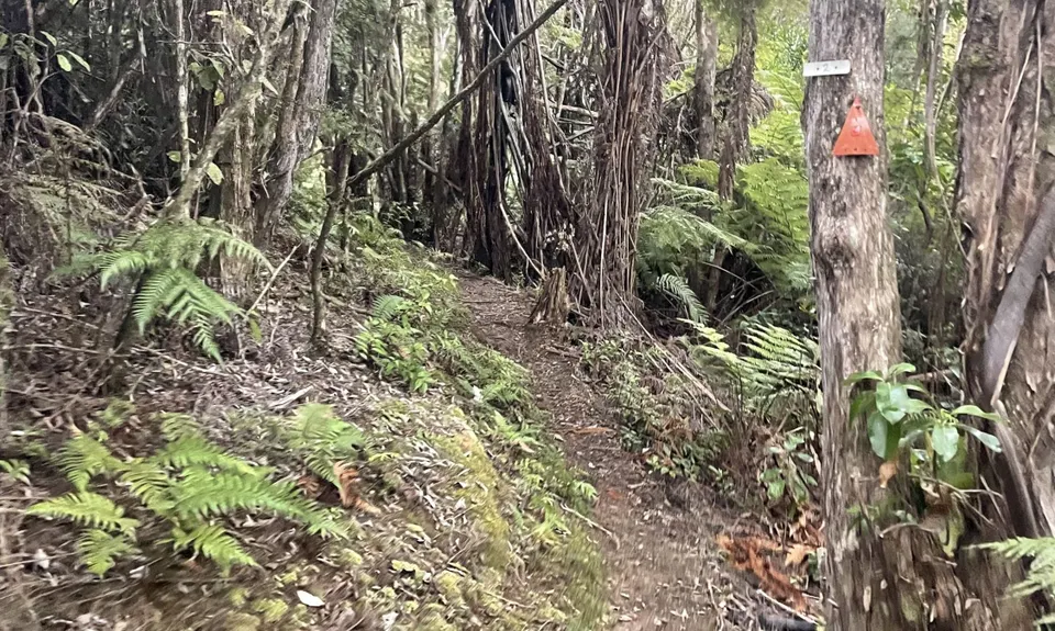 Ernie's loop, Auckland