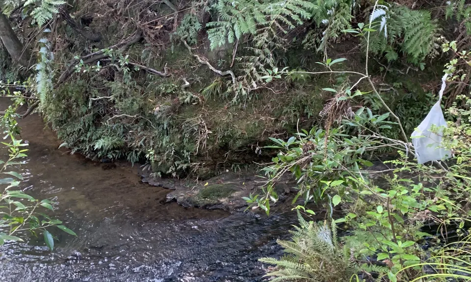 Fernhill & Burnside Escarpments, Auckland