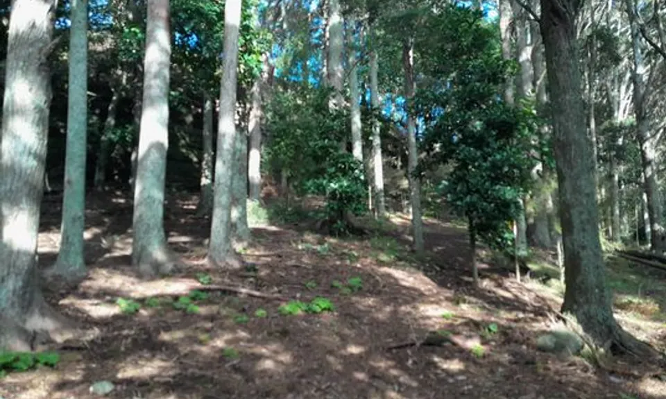 Nga Puke e Rima o Pukekohe, Auckland