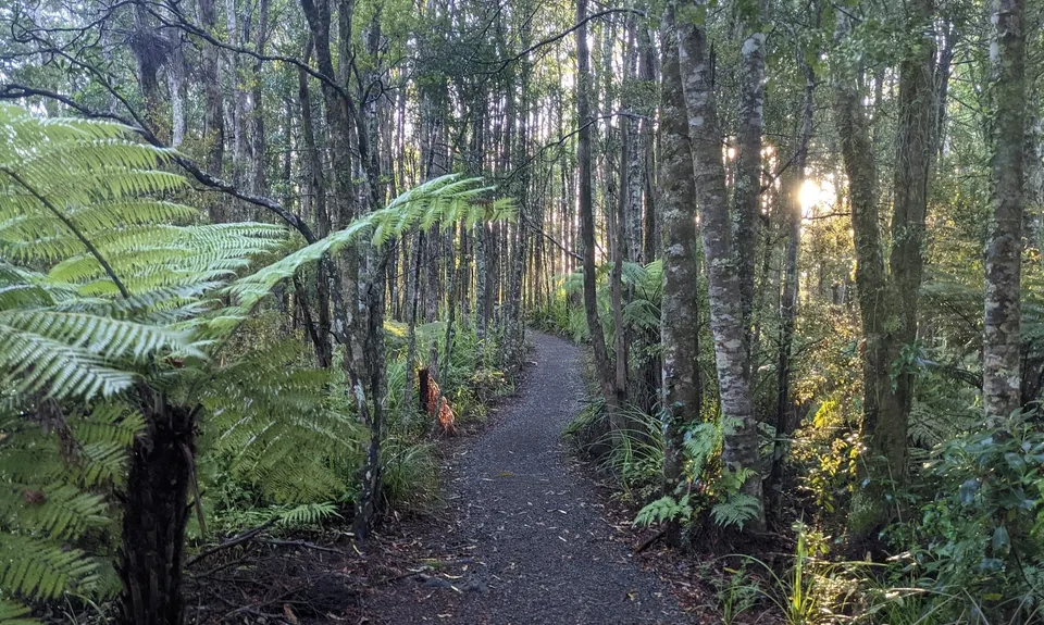 Wairoa Suspension Loop, Auckland