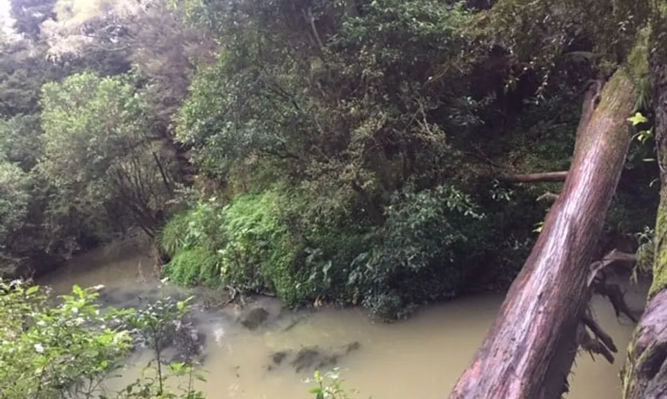Station to Station,  North Shore Urban Trails, Auckland