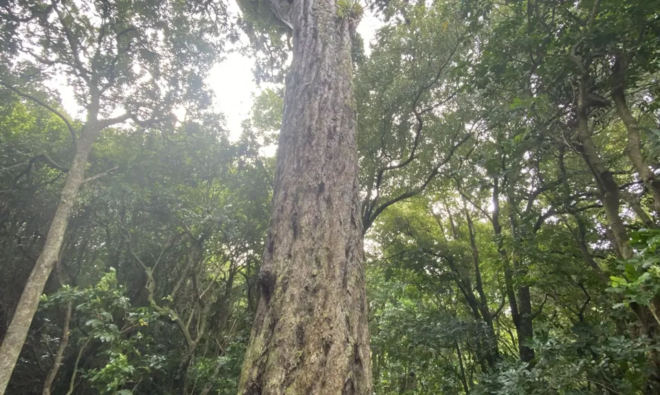 Otari-Wilton's Bush Loop, Wellington