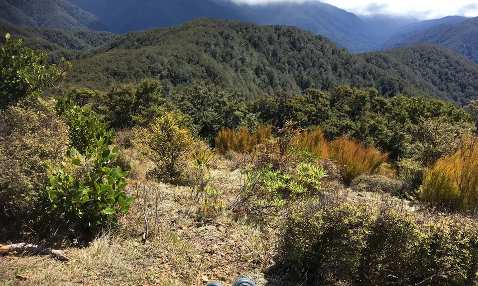 Pinnacle Ridge Plus, Wellington