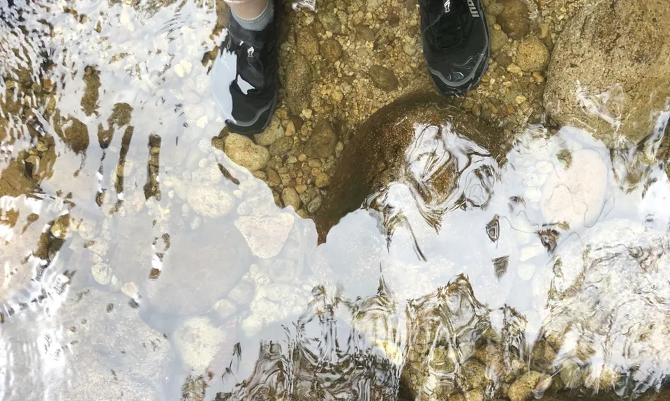 Rapurapu Kauri Track, Waikato