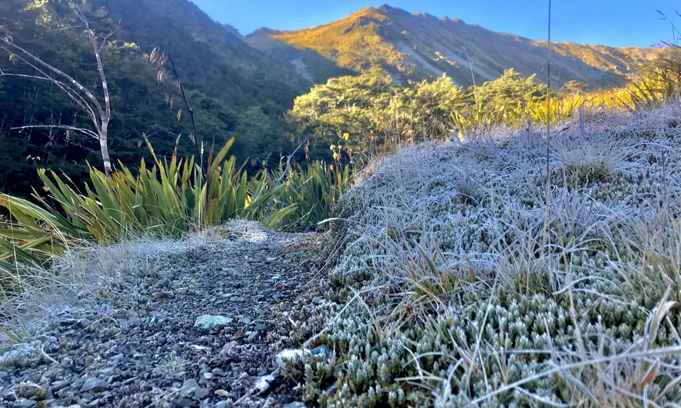 Speargrass - Robert Ridge, Tasman