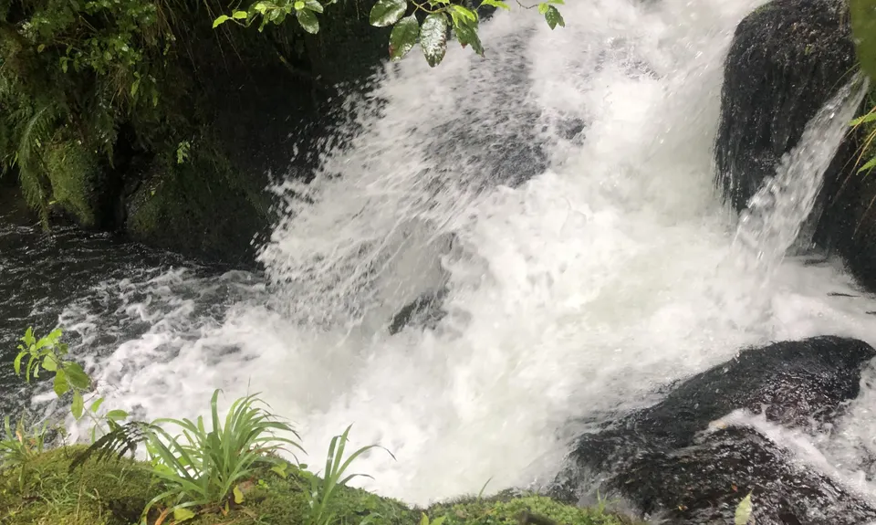 Woods Mill Track, Waikato
