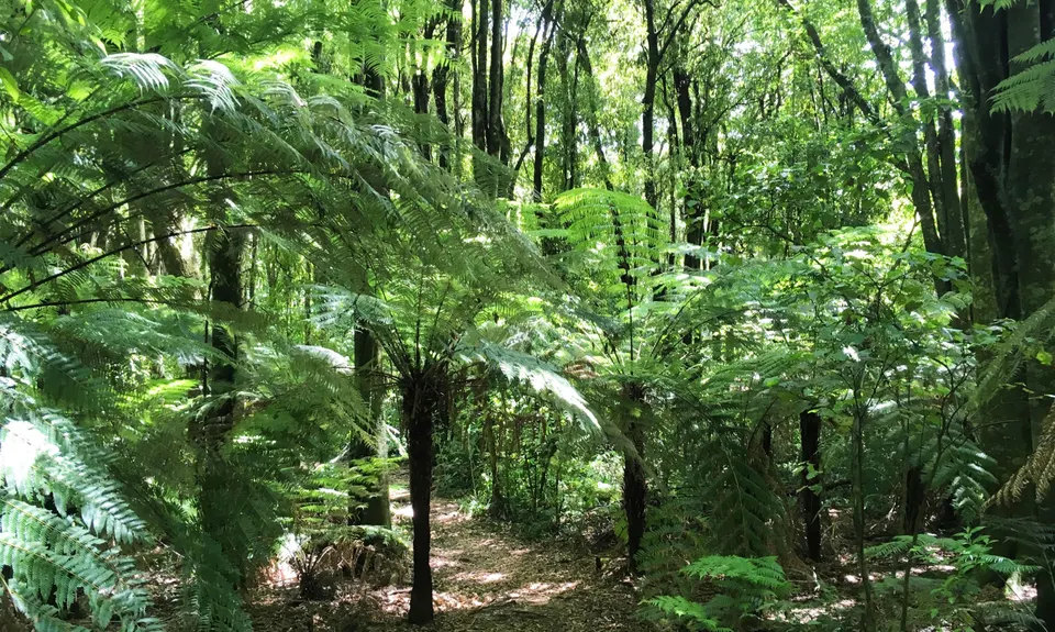 Fern Loop, Manawatu - Wanganui