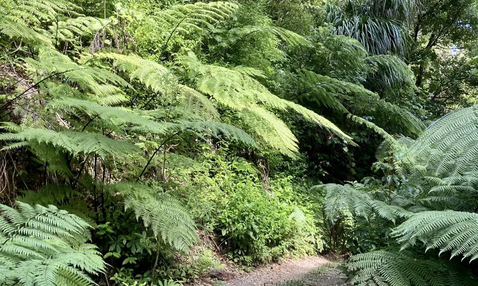 Maungatautari Sanctuary Mountain, Waikato
