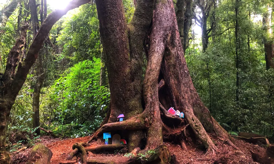 Mt Climie & Tane's Track, Wellington