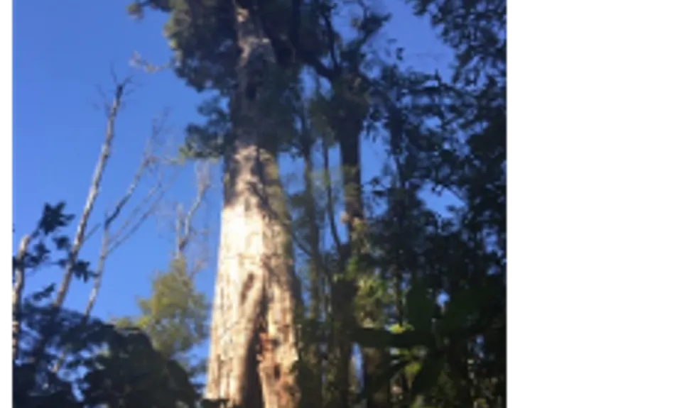 Fern Loop, Manawatu - Wanganui