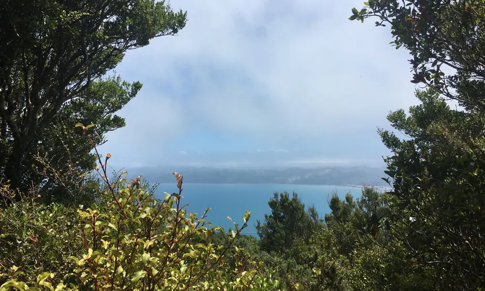 Eastbourne Ridge Loop, Wellington