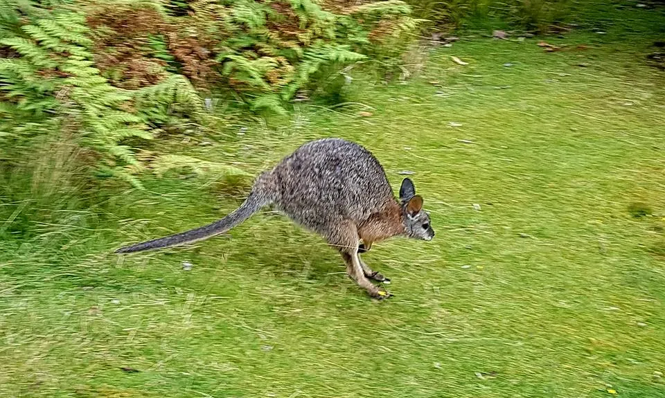 Valley of the Killer Zombie Wallabies, Bay of Plenty