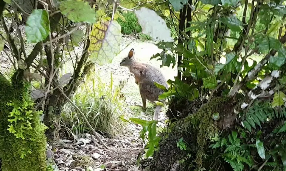 Valley of the Killer Zombie Wallabies, Bay of Plenty