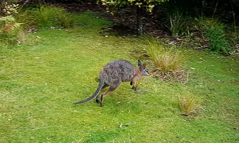 Valley of the Killer Zombie Wallabies, Bay of Plenty