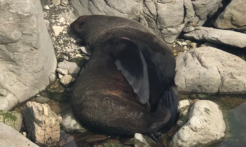 Kaikoura Cracker, Canterbury