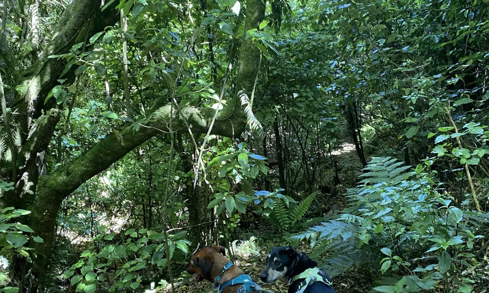 Eastern Tawa Reserves, Wellington