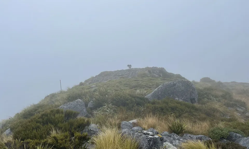 Mt Haast views of the world!, West Coast
